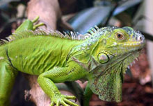 green iguana